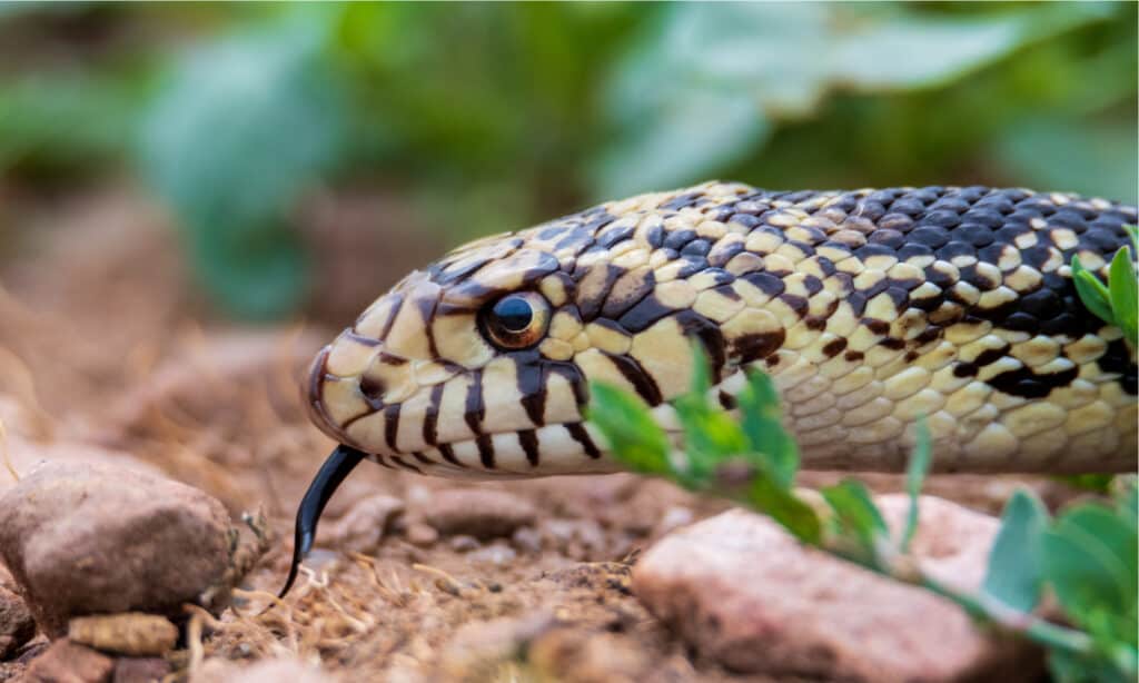 Closeup of a bullsnake in the wild. The bullsnake has a shield on its nose to help it dig.