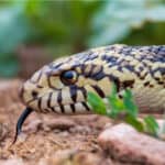 Bullsnake