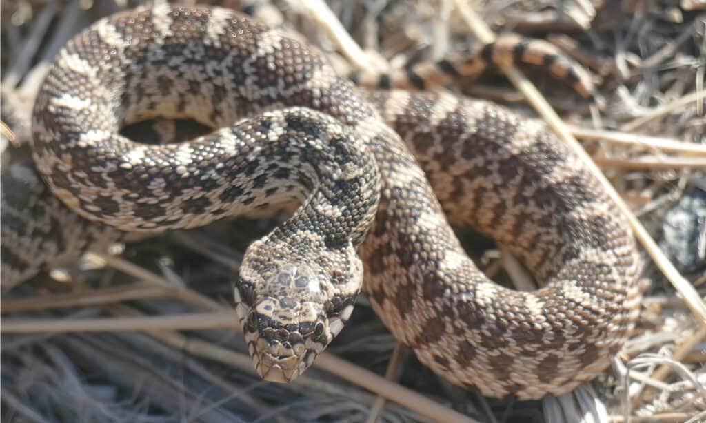 The Bullsnake is similar to the Western Rattlesnake. It has black, brown, reddish or white dorsal blotches on a yellow, cream-colored or beige ground. It is one of the largest animals in North Dakota.