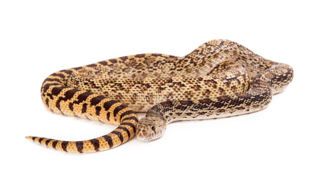 Coiled up Bullsnake isolated on white background.