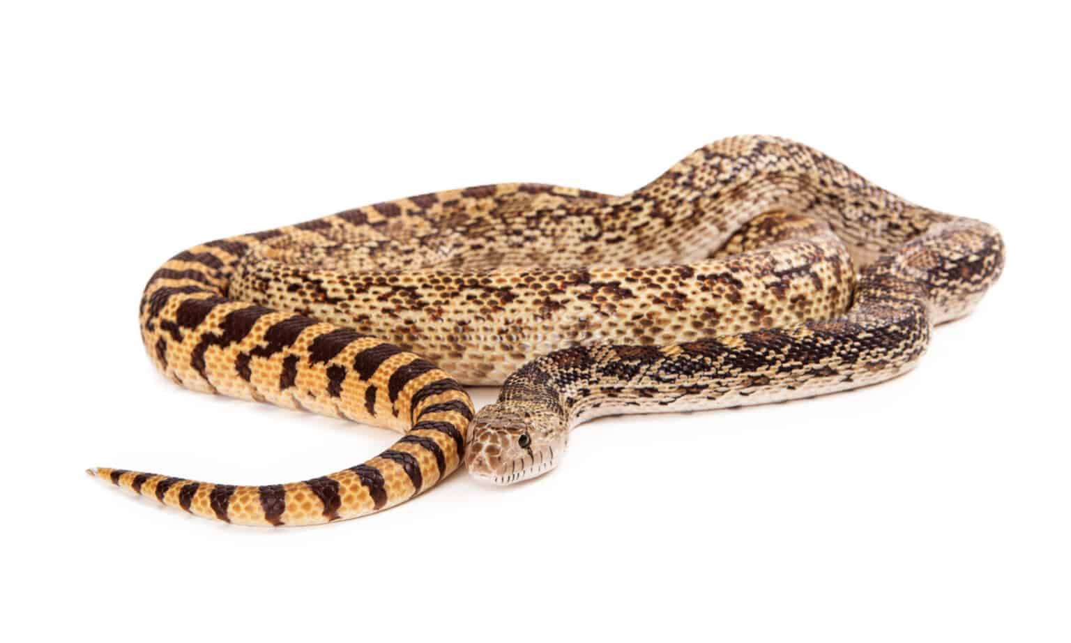 Discover South Dakota’s Only Rattlesnake Species IMP WORLD