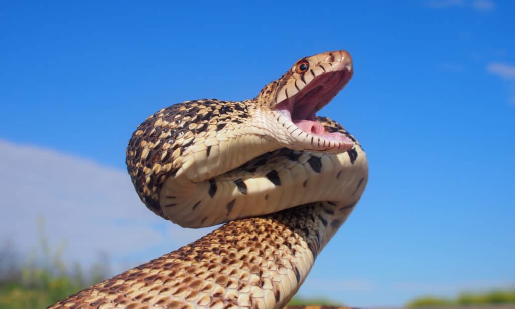 When threatened, the Bullsnake stands in an S shape, hisses and wags its tail to mimic a venomous rattlesnake.