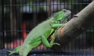 The Best Cages for Your Chameleon Picture