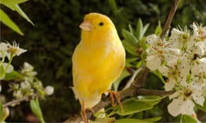 Canary Colors: Most Common to Rarest Picture