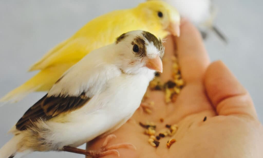 Canaries eating