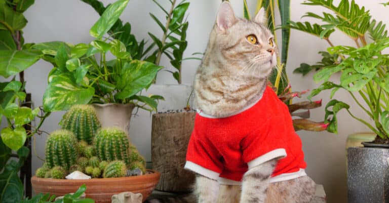 A cat in a red shirt wearing sitting among houseplants