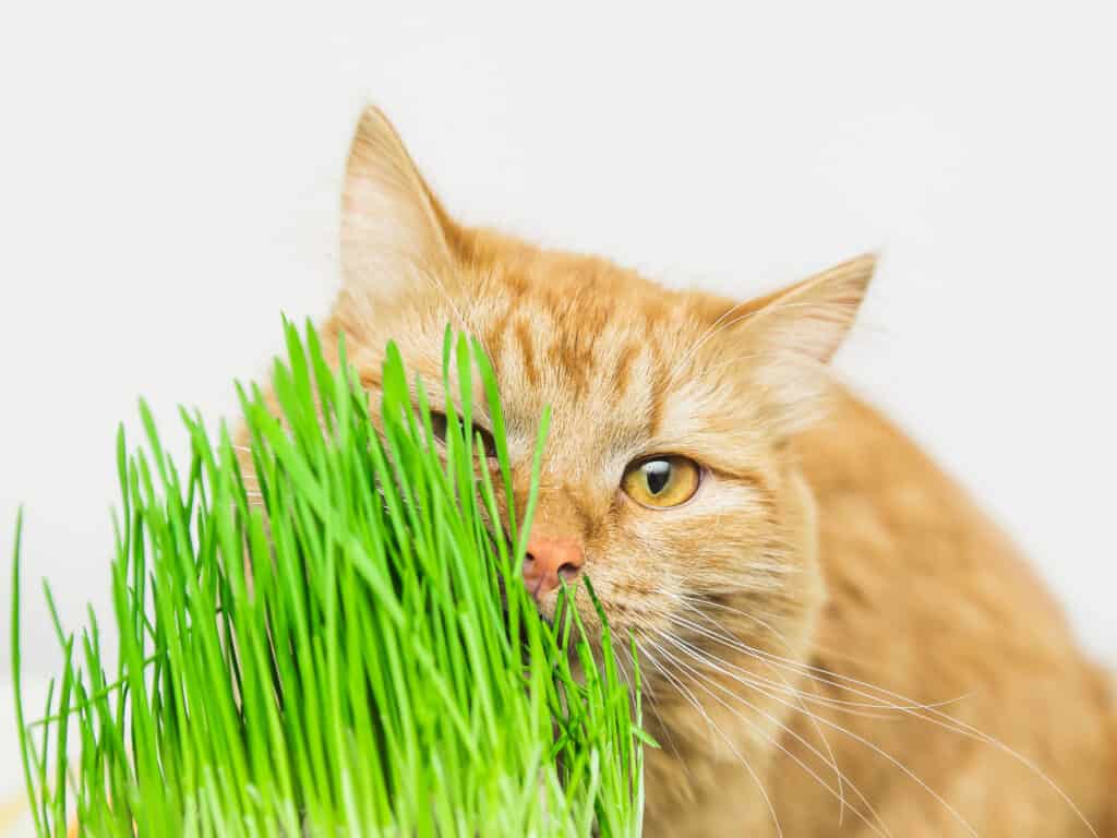 An orange cat eating cat grass