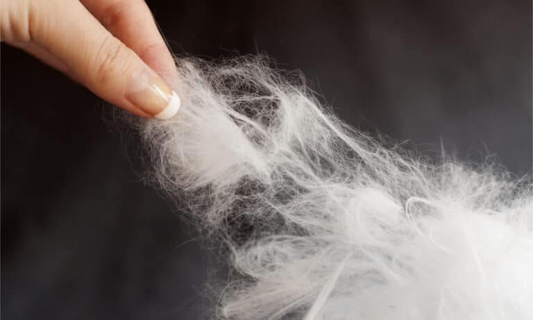 A woman's hand picks up white cat hair