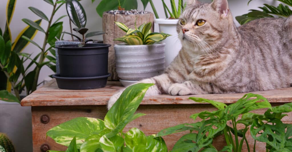 A cat lying on a table surrounded by houseplants
