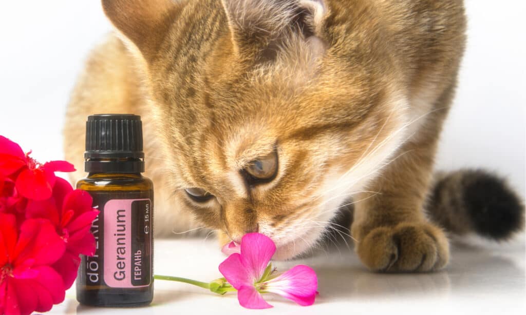 Essential oils safe for cats