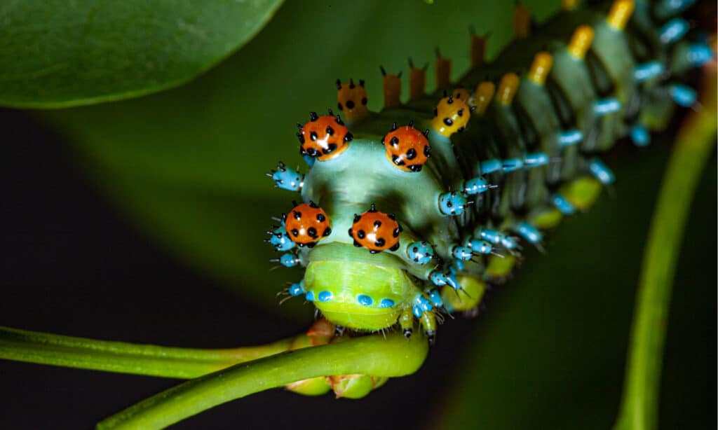 The Cecropia moth caterpillar feeding, and showing distinctive warning coloration on a plant in a Wisconsin butterfly exhibit. The caterpillar's body is full of bristles.