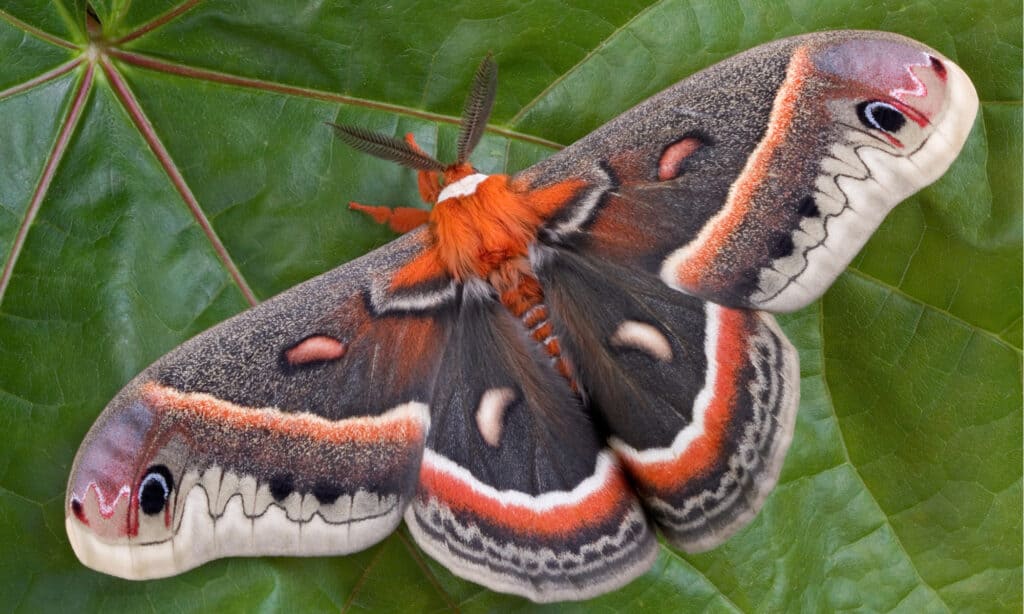 A cecropia moth is sitting on a huge maple leaf. The Cecropia moth is the largest and heaviest moth in North America.