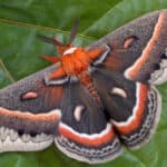 Cecropia moth