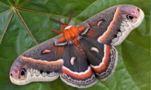 Discover the Largest Moth in North America (The Size of a Bird!) Picture