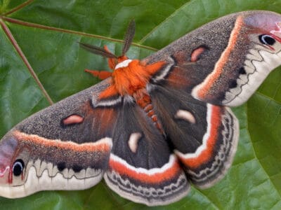 A Cecropia Moth