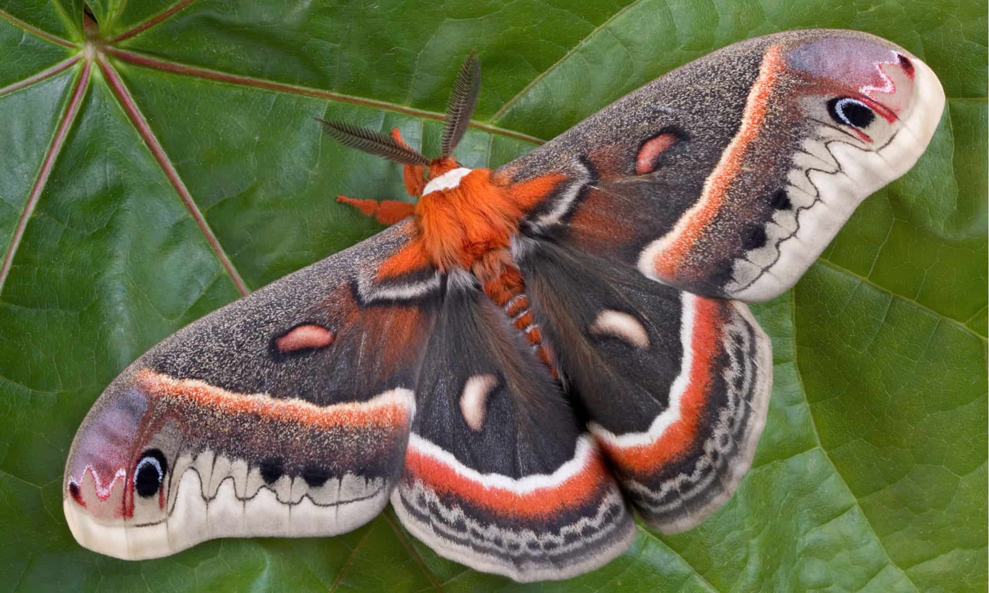 Cecropia Moth Header 