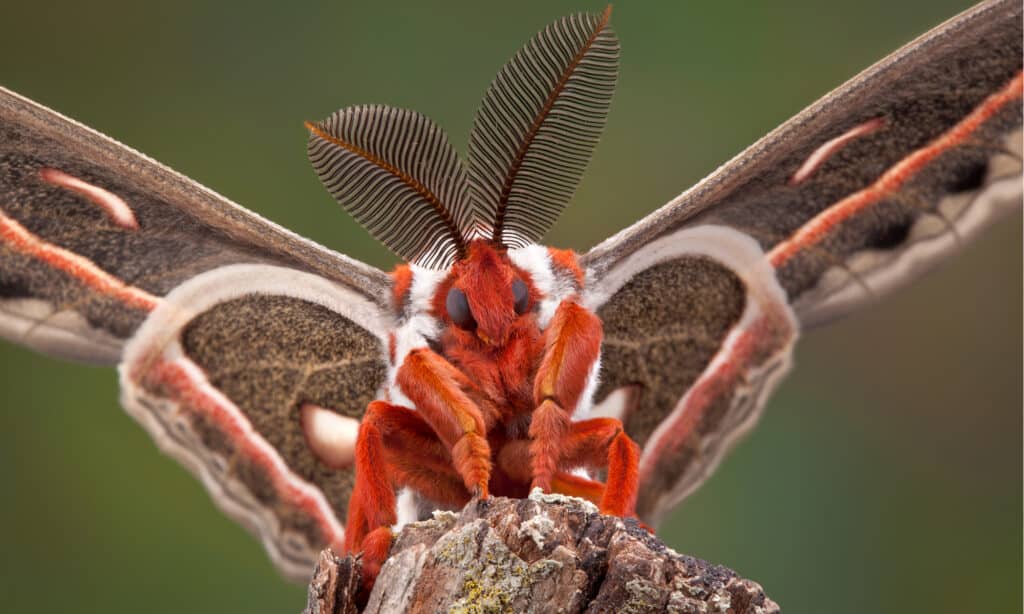 A newly emerged cecropia moth is sitting on a branch. The antennae are large and richly feathered.