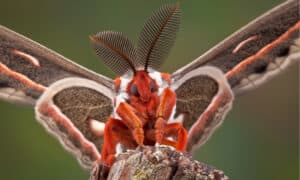 The 5 Most Common Moths You’ll Find in Arizona Picture