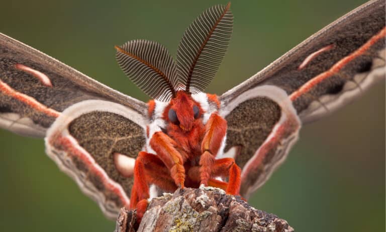 A newly emerged cecropia moth is sitting on a branch. The antennae are large and richly feathered.