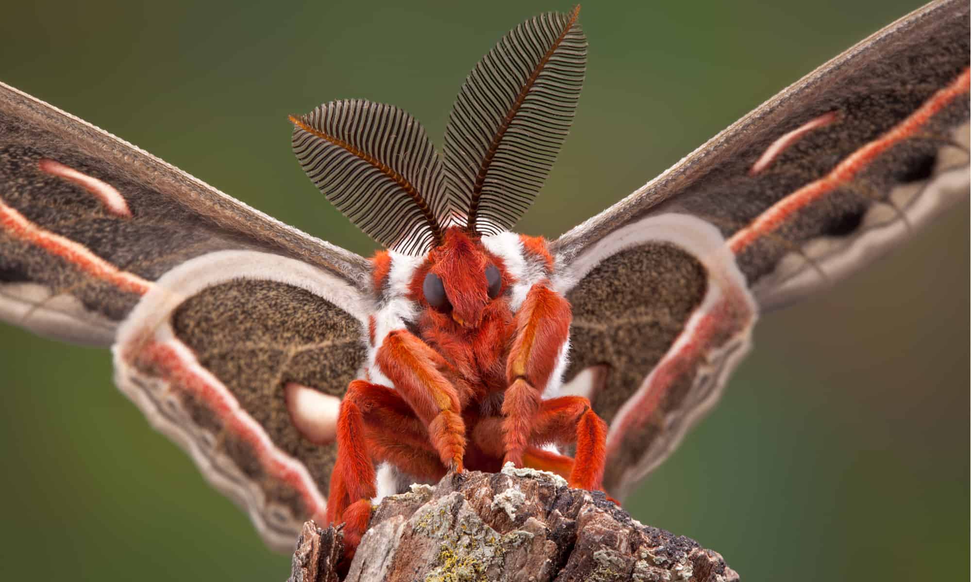 Cecropia Moth Animal Pictures A Z Animals Cecropia Moth Animal Pictures A Z Animals