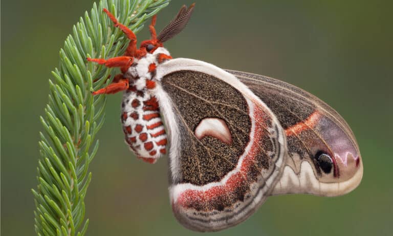 A Cecropia moth hanging on to a pine branch. The body of the insect is furry, including the legs, with red and white bands on the abdomen.