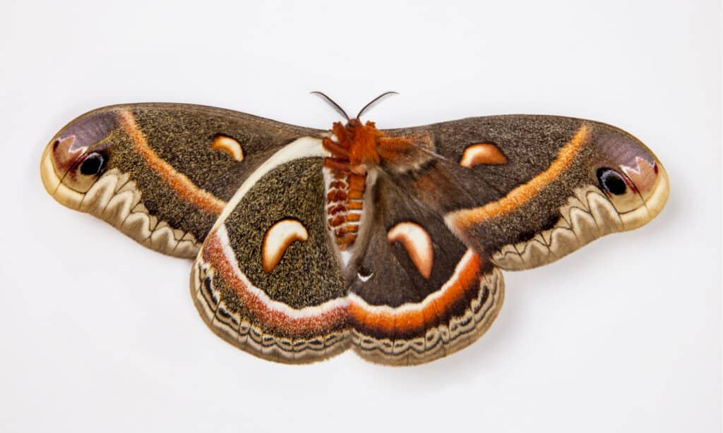 Cecropia moth isolated on a white background.