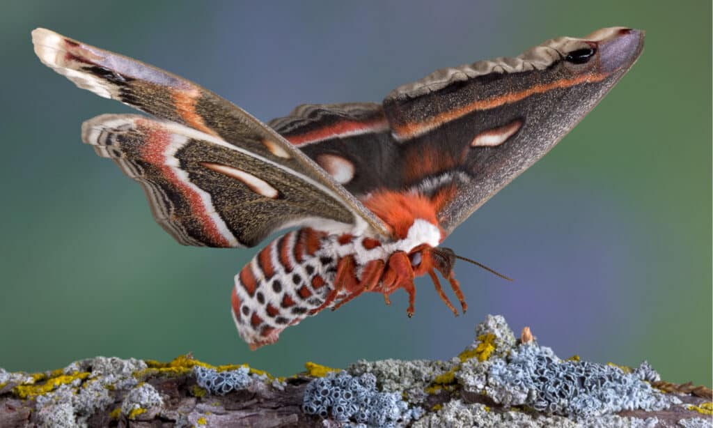 Une femelle cecropia se pose sur une branche.  Les ailes sont brun grisâtre et chacune a une tache rouge en forme de rein avec un centre blanc.
