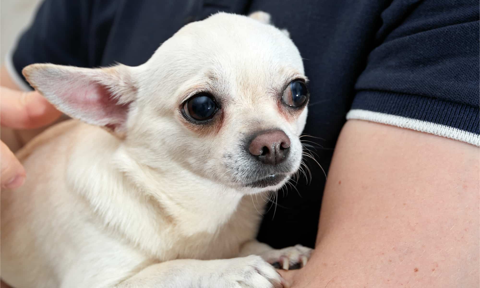 A shite chihuahua in it's owner's arms