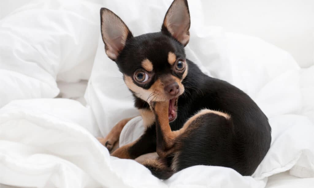 A chihuahua chewing on its back paw