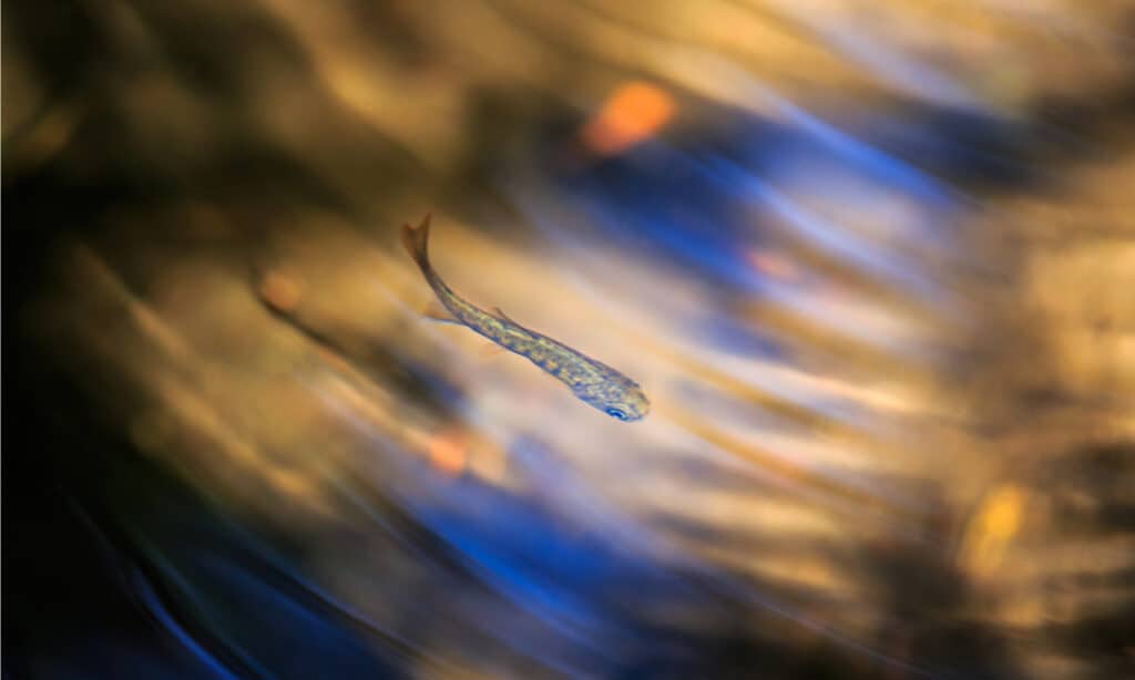 Chinook Salmon fingerlings in a stream. The fry will remain in the freshwater for 12 to 18 months as they feed and grow before returning to the ocean.