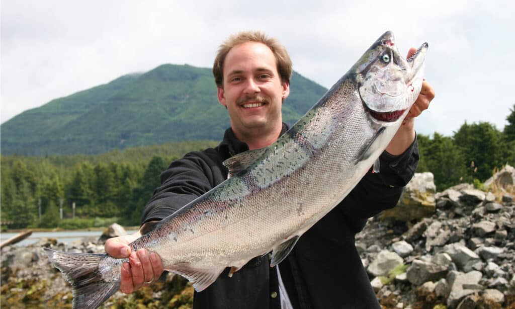 A fisherman with a Chinook Salmon caught in Canada. They typically measure about 3 feet long and 30 pounds in weight.
