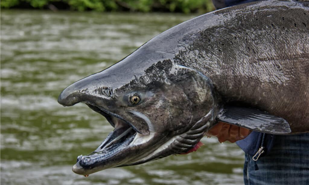 A black streak along the gum line of the Chinook Salmon gives them the alternate name of blackmouth.