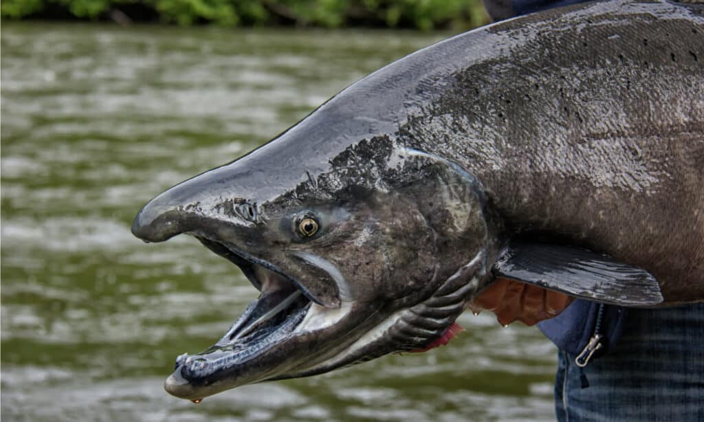 Chinook Salmon Fish Facts  Oncorhynchus tshawytscha - A-Z Animals