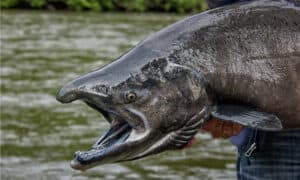 Discover The 5 Types Of Salmon You’ll Find In Alaska Picture