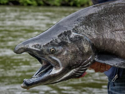 Chinook Salmon Picture