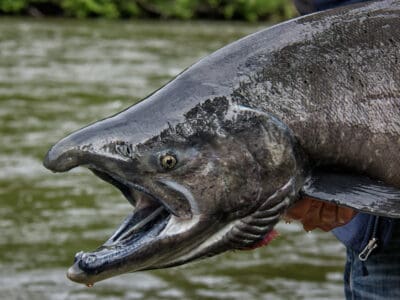 A Chinook Salmon