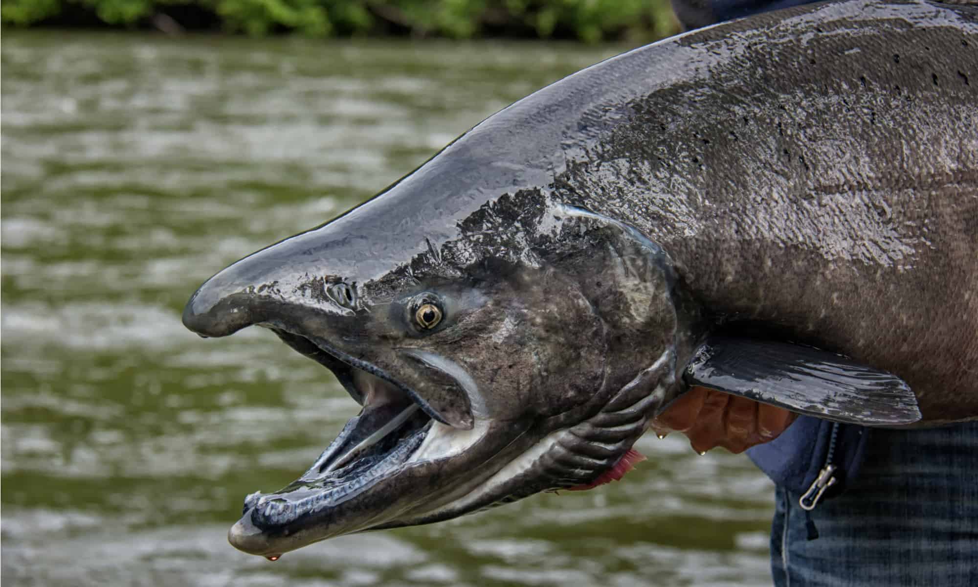 A black stripe on the gum line of Chinook salmon gives them the nickname blackmouth.