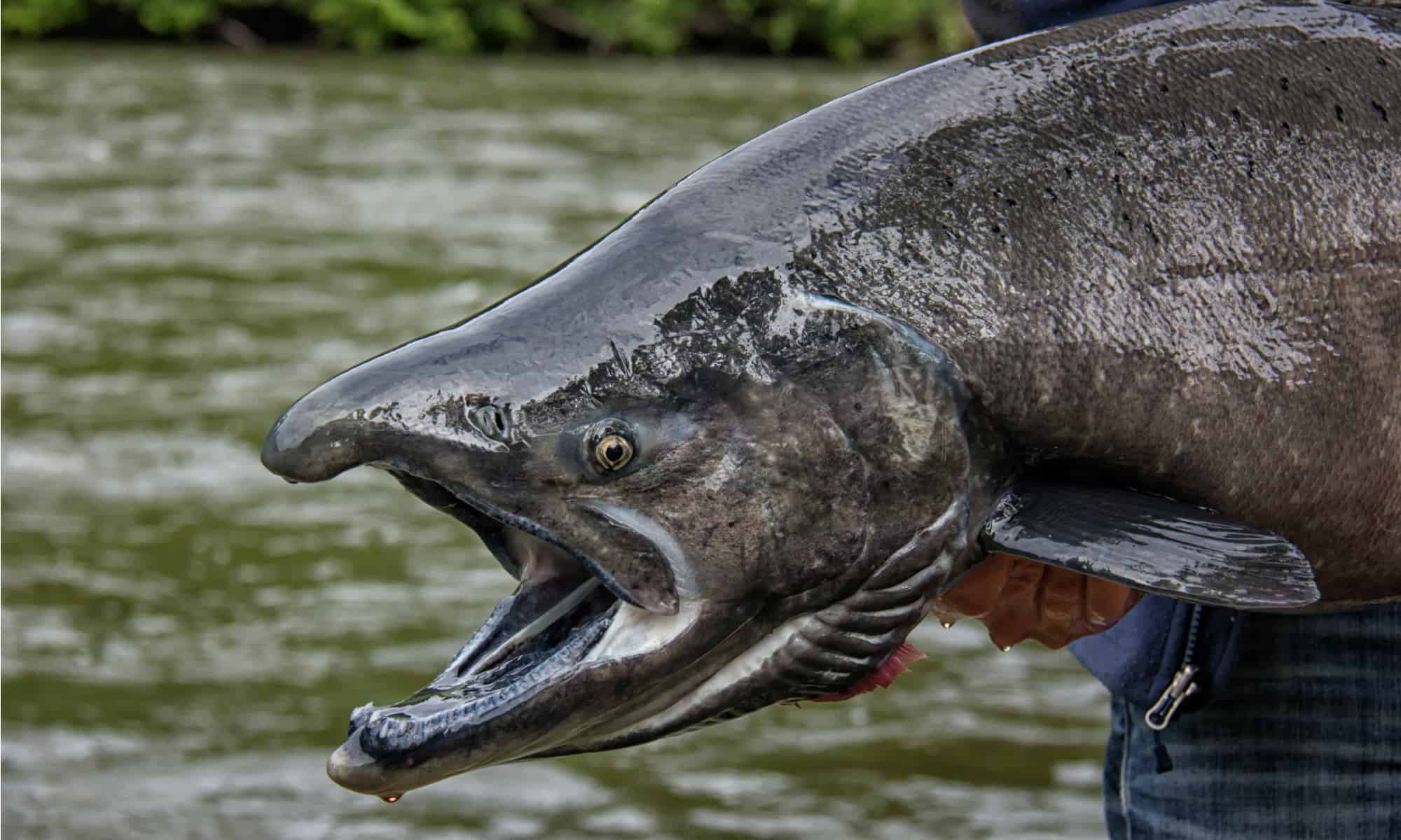 Chinook Salmon Fish Facts Oncorhynchus tshawytscha A Z Animals