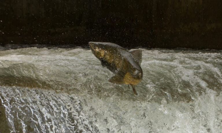 Chinook Salmon jumping at fish ladder on the Bowmanville Creek, Ontario. In preparation for the spawning season, the Chinook suddenly changes color to an olive brown, red, or purple-hued body.