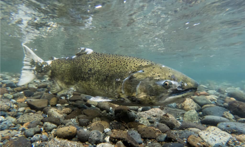 Chinook salmon has a long, tapered body with a blue-green back, a silver sheen on their sides, and a white belly.
