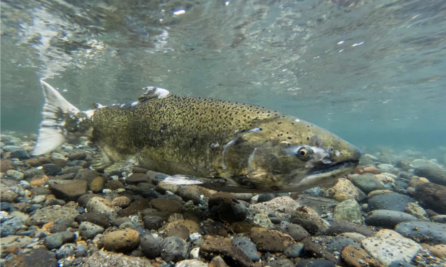 Chinook Salmon - A-Z Animals