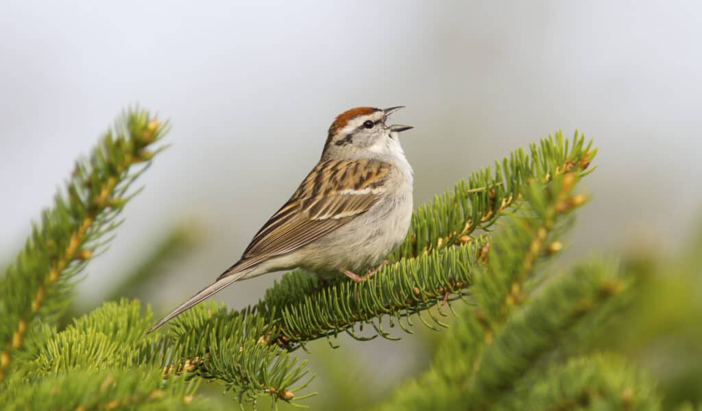 A chipping sparrow singing in a fir tree