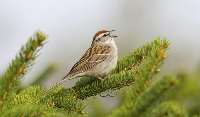 A chipping sparrow singing in a fir tree