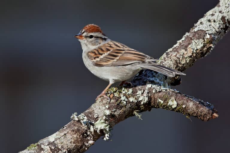 A chipping sparrow on a tree branch