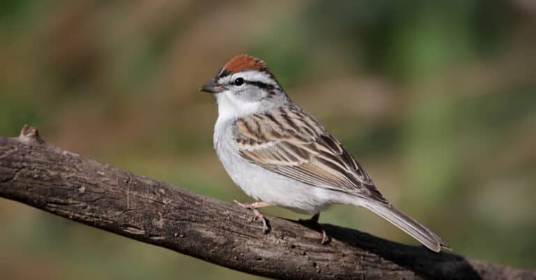 A chipping sparrow on a branch