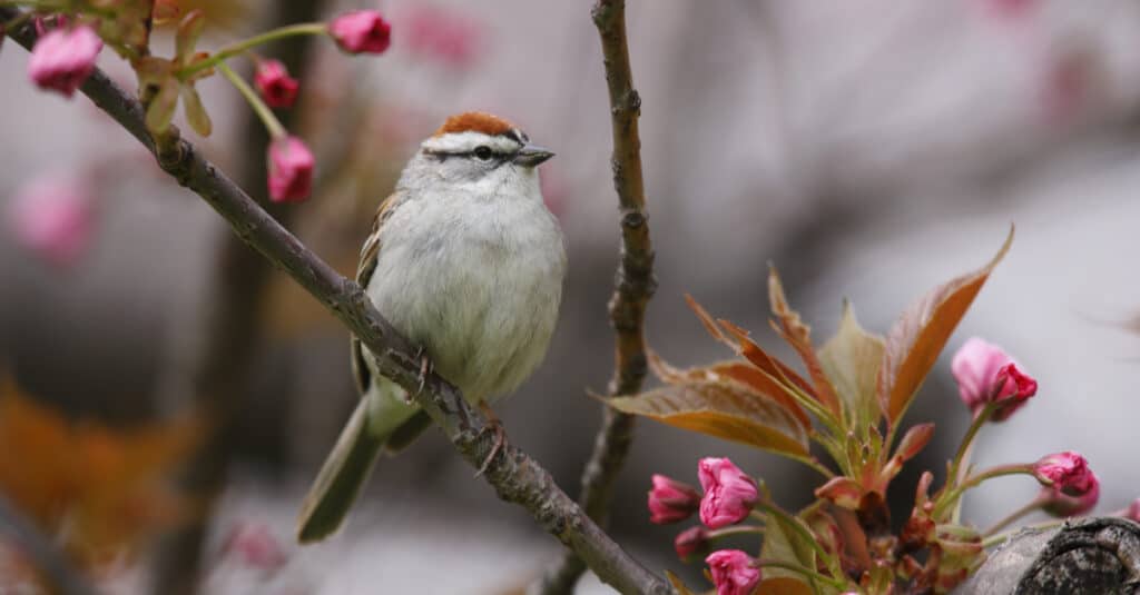 A Chipping Sparrow in a flowering tree