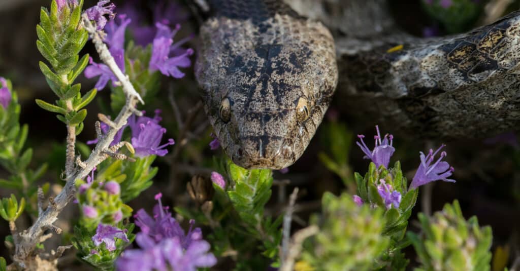 Close up shot of the face of a European Cat Snake