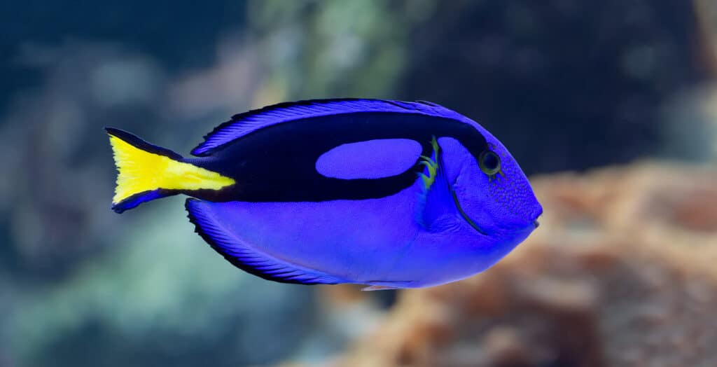 Closeup view of a palette surgeonfish- what kind of fish is Dory?