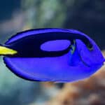 Surgeonfish