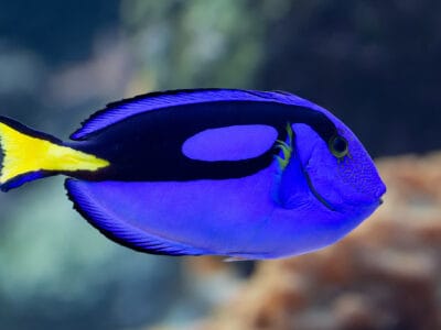 A Surgeonfish